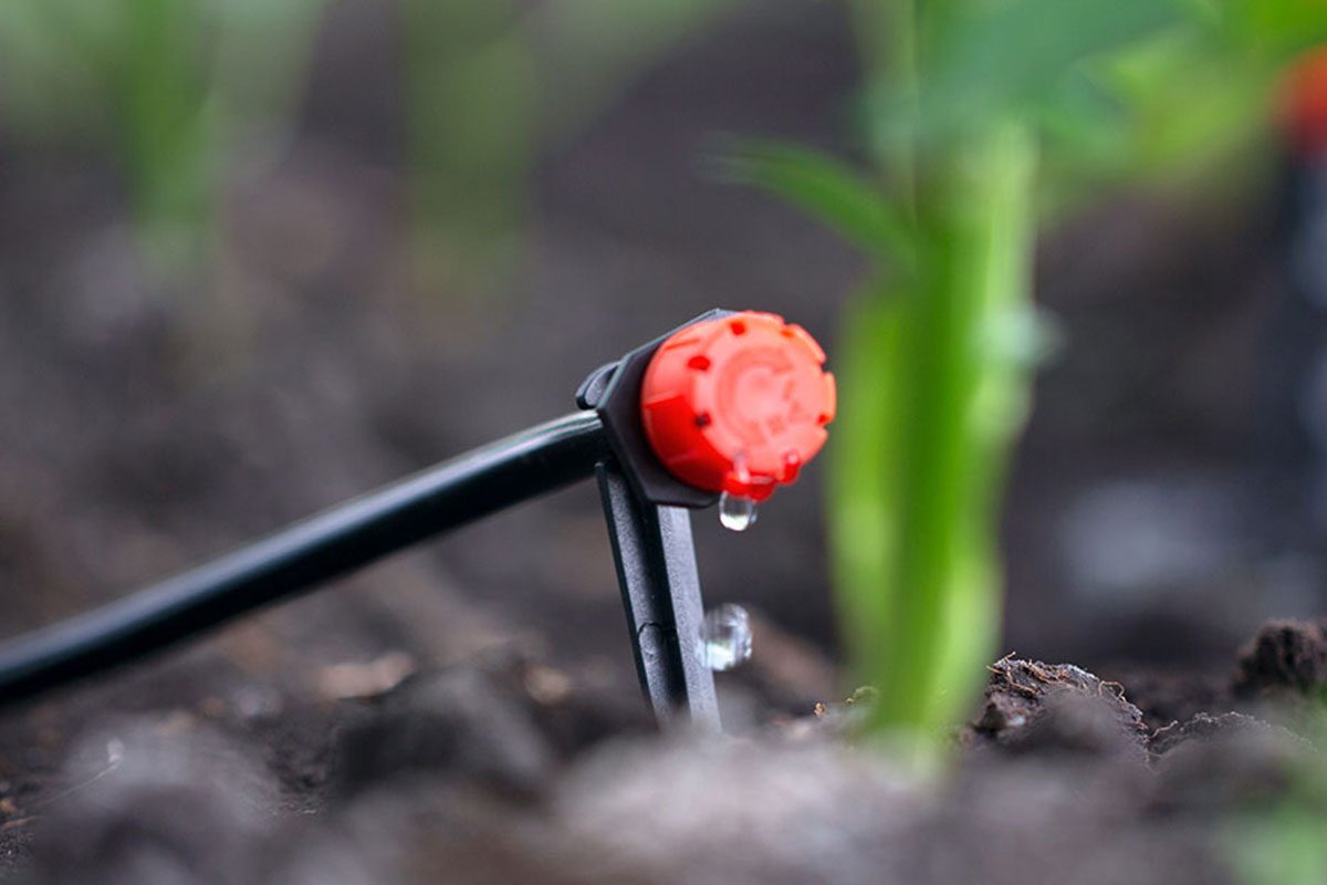 7 Reasons Your Raised Bed Vegetables Are Struggling Gettyimages 1405609305 1