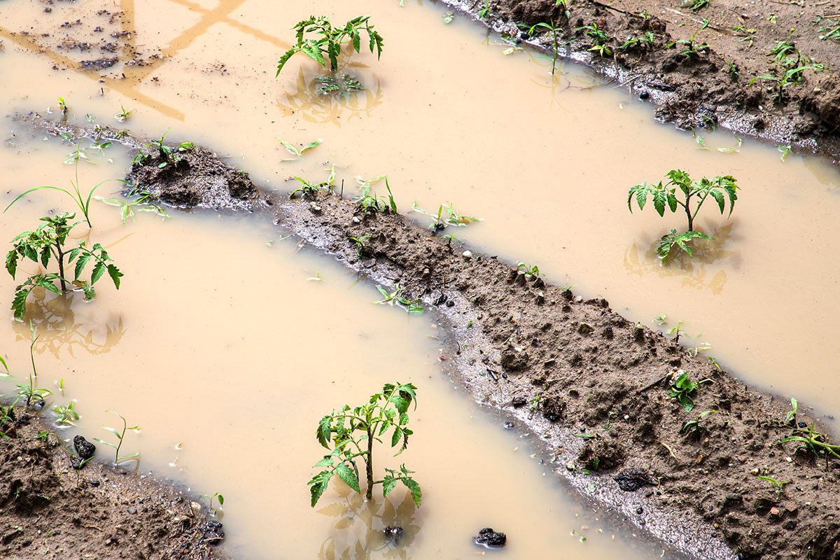 7 Reasons Your Raised Bed Vegetables Are Struggling