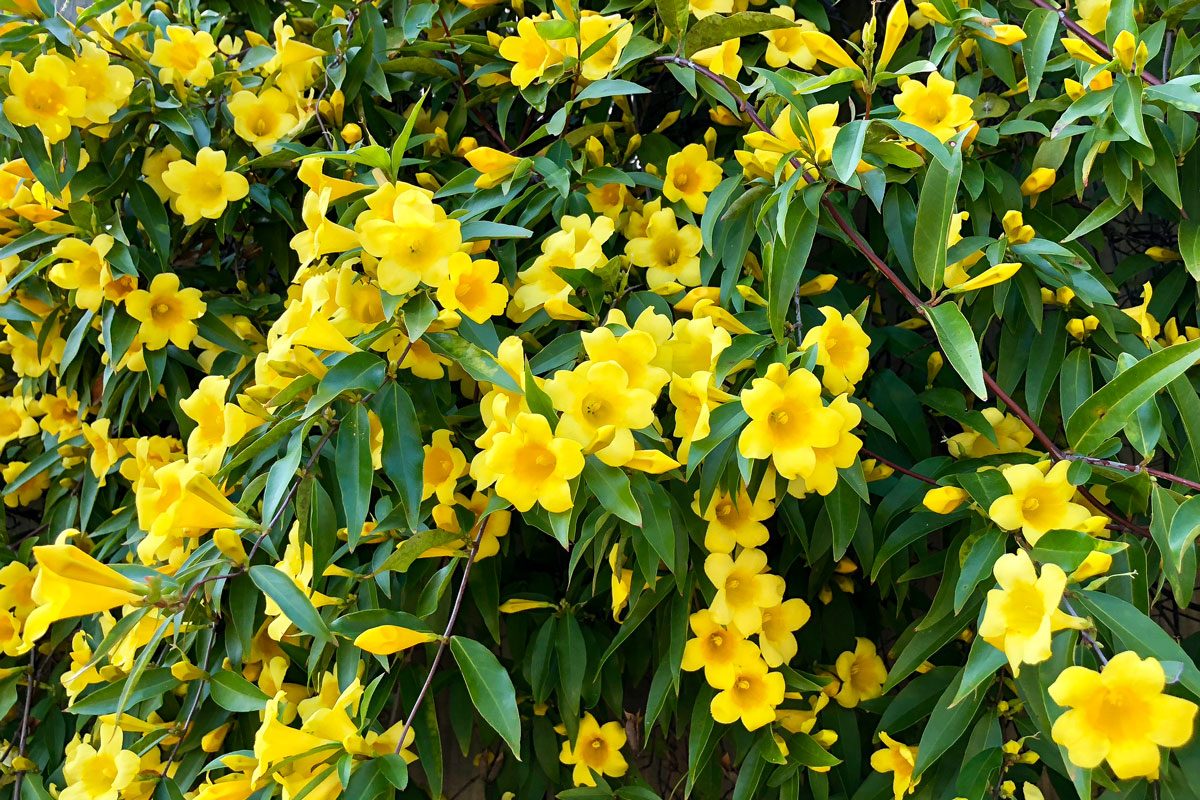 Warning: This Native Vine Can Harm Your Dogs and Cats