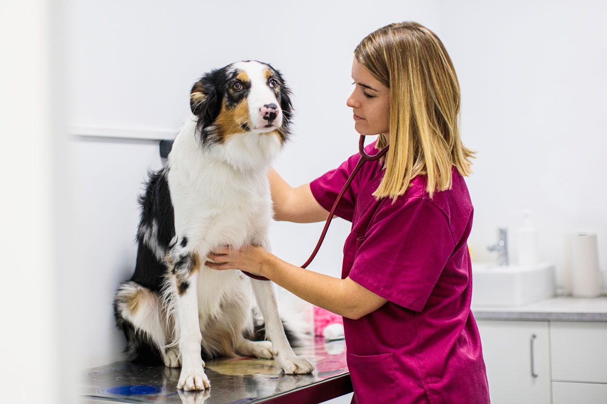 Dog Medical Checkup At Veterinary Clinic