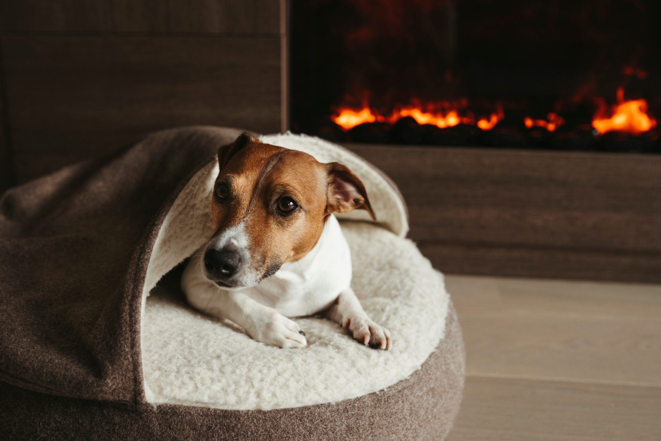 dog laying on a dog bed next to a fireplace