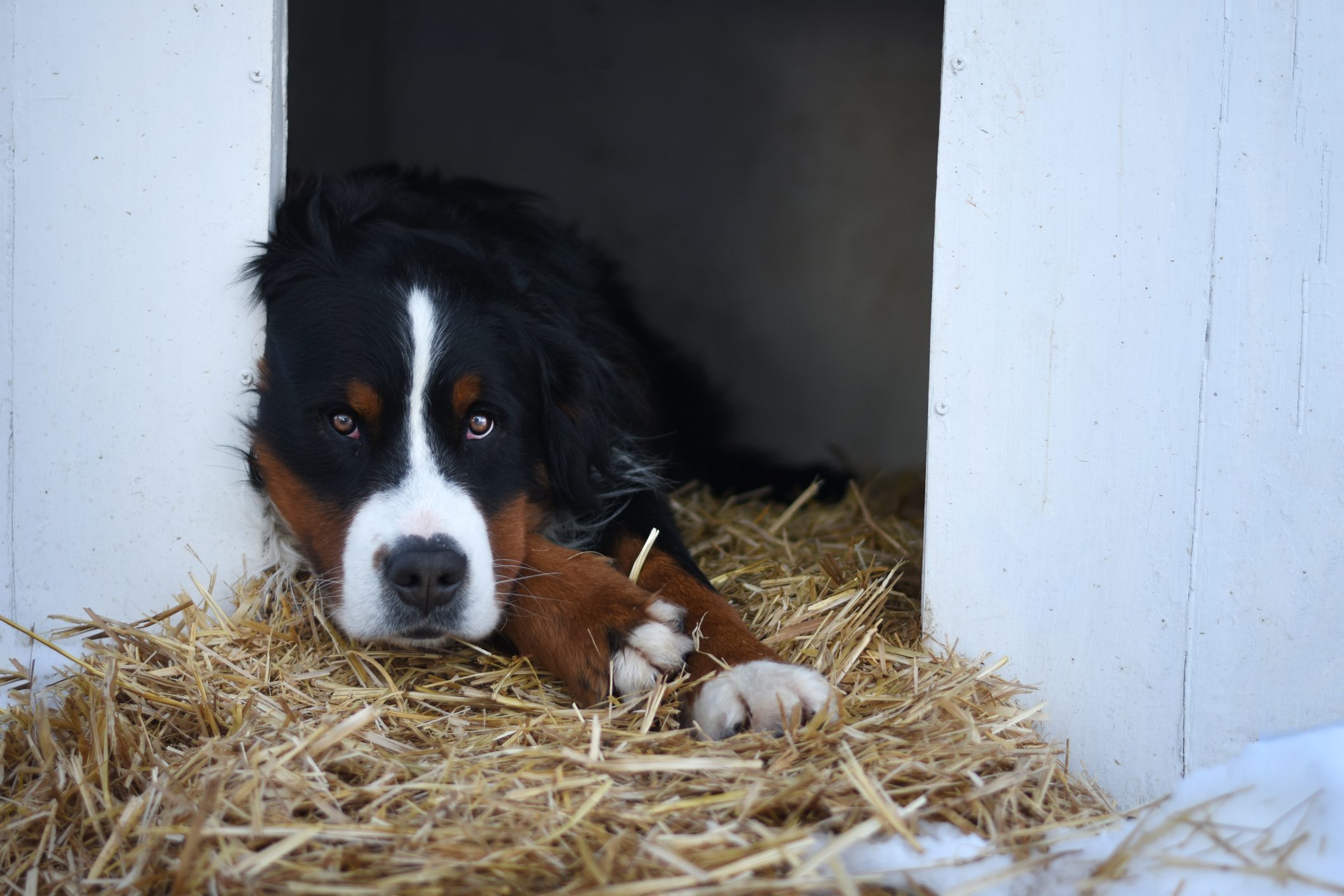 Bernese Mountain dog lying down on straw in a dog house