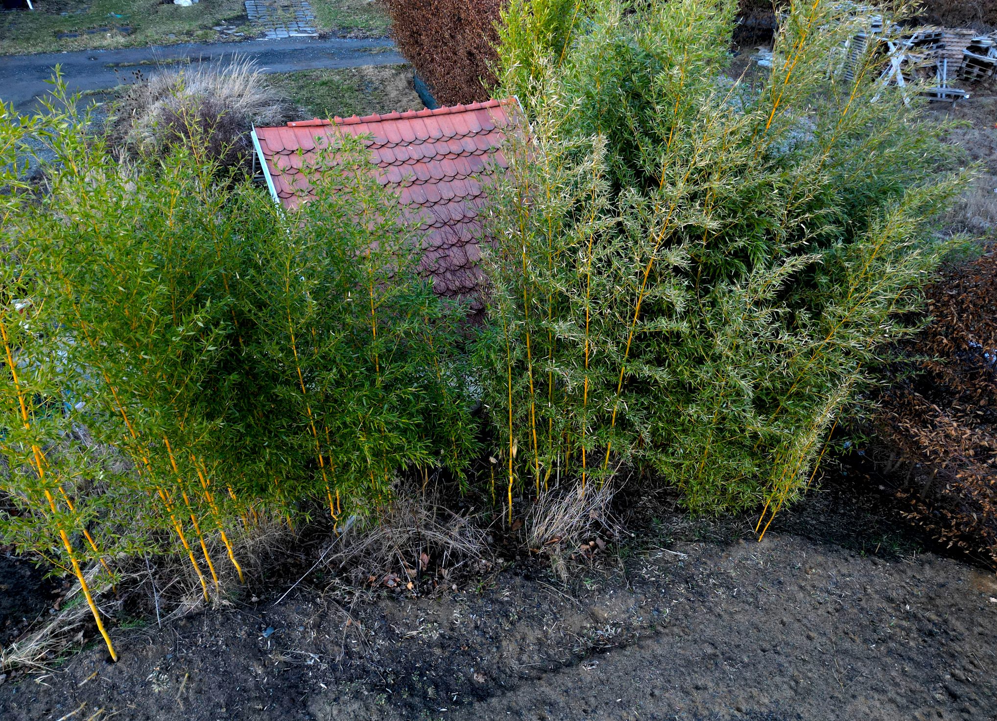 Planting Bamboo Is Terrible for Your Yard— Here’s Why