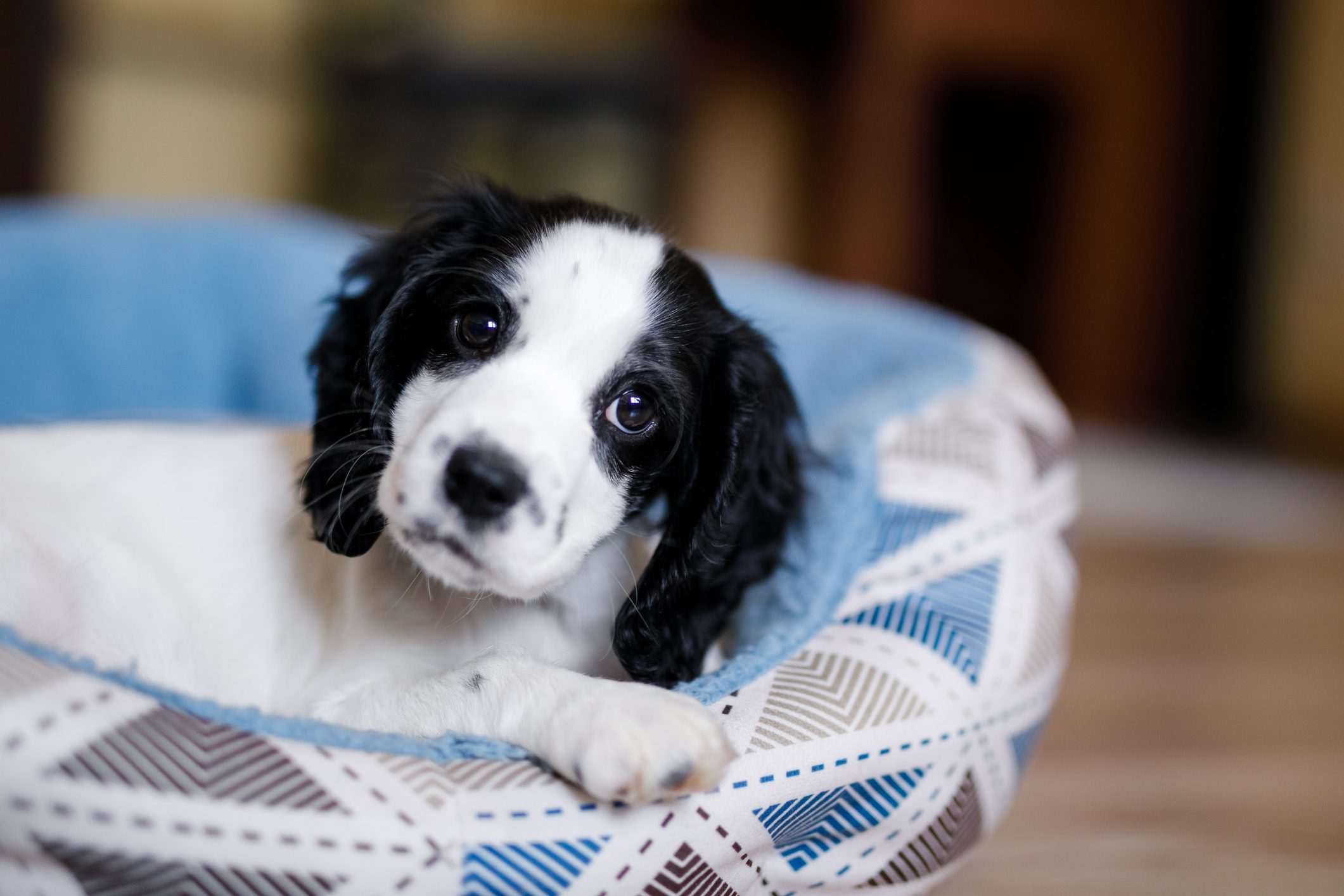 A young white spaniel puppy with black ears and spots is comfortably lying on its blue fluffy dog bed