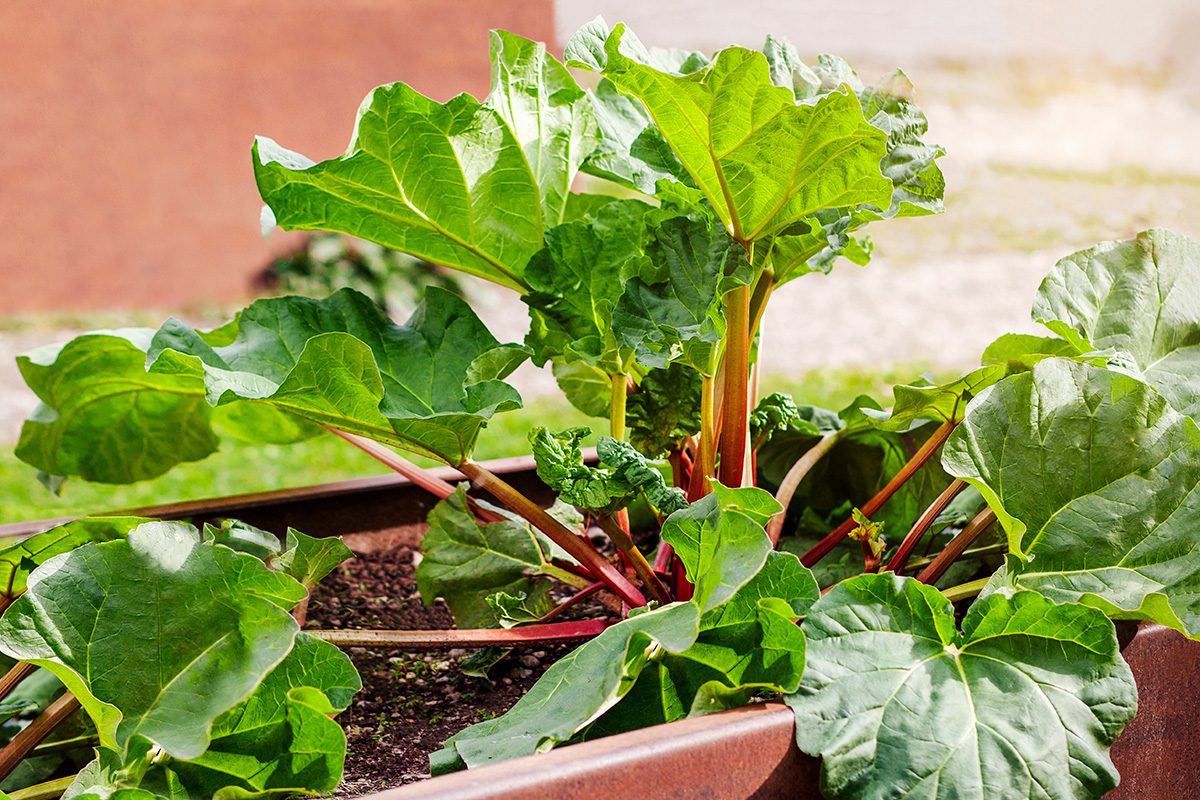 The Foolproof Method for Harvesting Rhubarb the Right Way