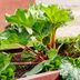 The Foolproof Method for Harvesting Rhubarb the Right Way