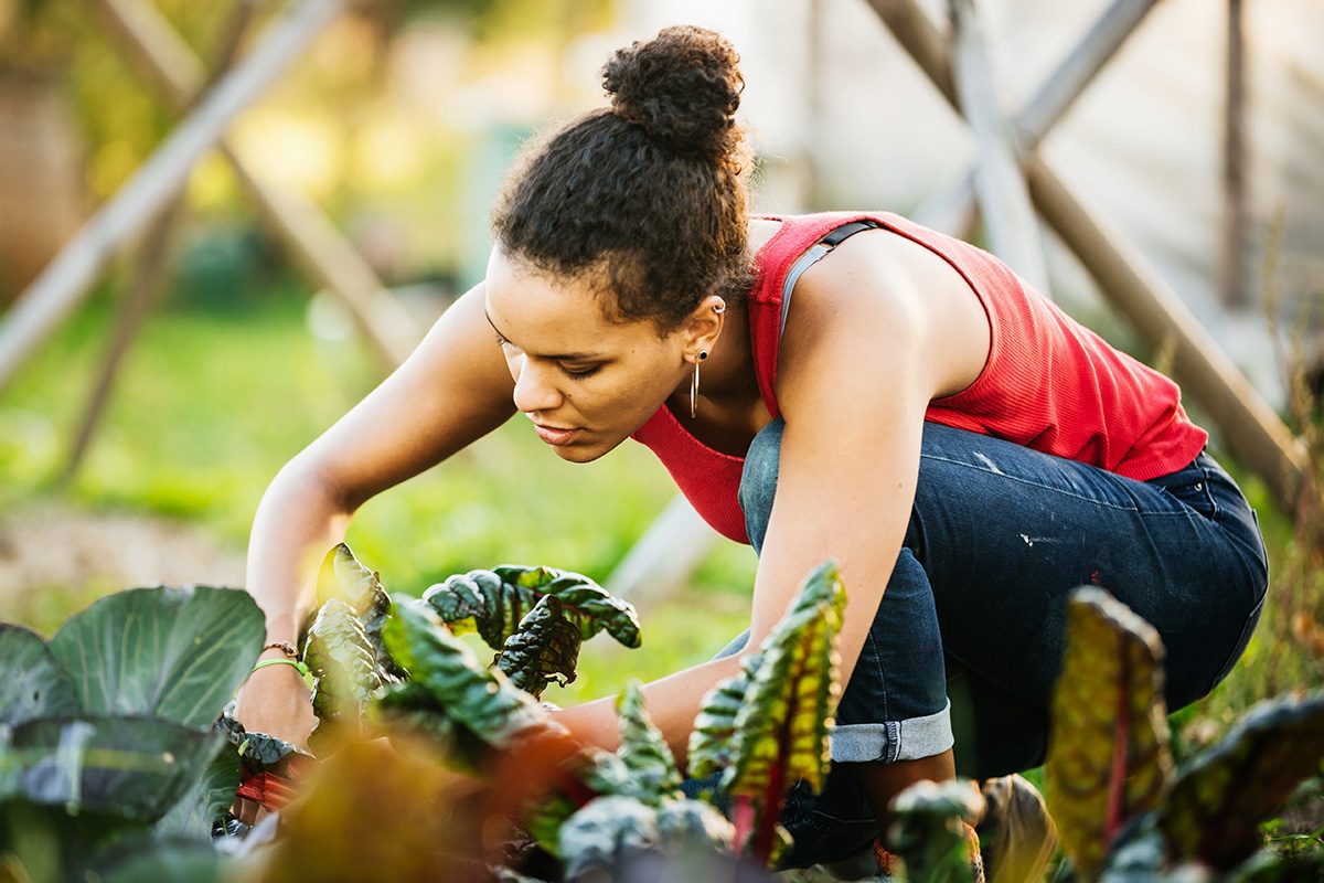 An urban farmer is kneeling down preparing to harvest a small organic plot of rhubarb by hand.