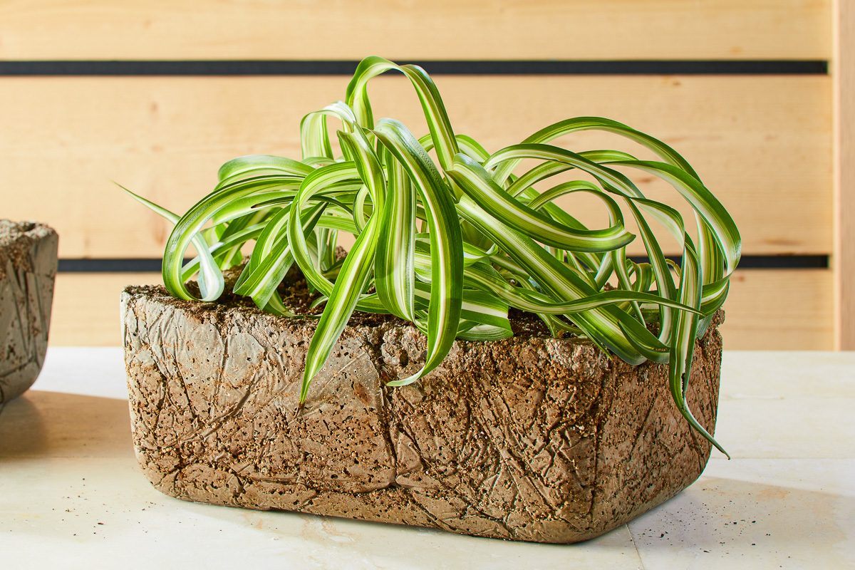DIY Hypertufa Planters With This Step-by-Step Guide