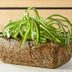 DIY Hypertufa Planters With This Step-by-Step Guide