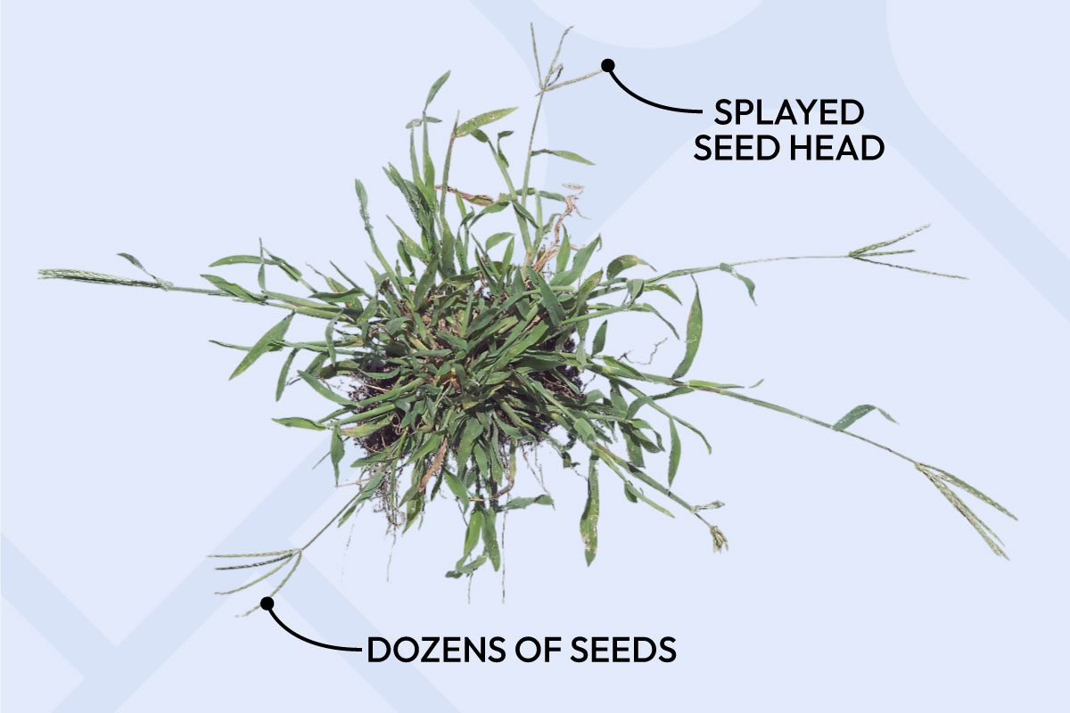 Mature Crabgrass Seed Heads