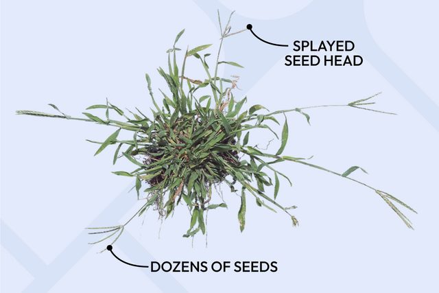 Mature Crabgrass Seed Heads