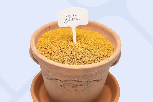 Consider Chemical Free Crabgrass Control Methods