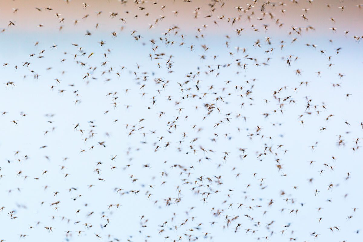 How to Remove Gnats from Your Home