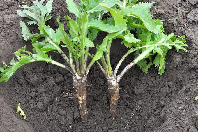 Horseradish grows in open organic soil