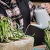 Refresh Your Plants With This Easy DIY Compost Tea
