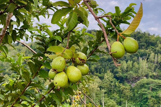 lose up of fresh ripe guava on the tree with beautiful rural mountain scenery