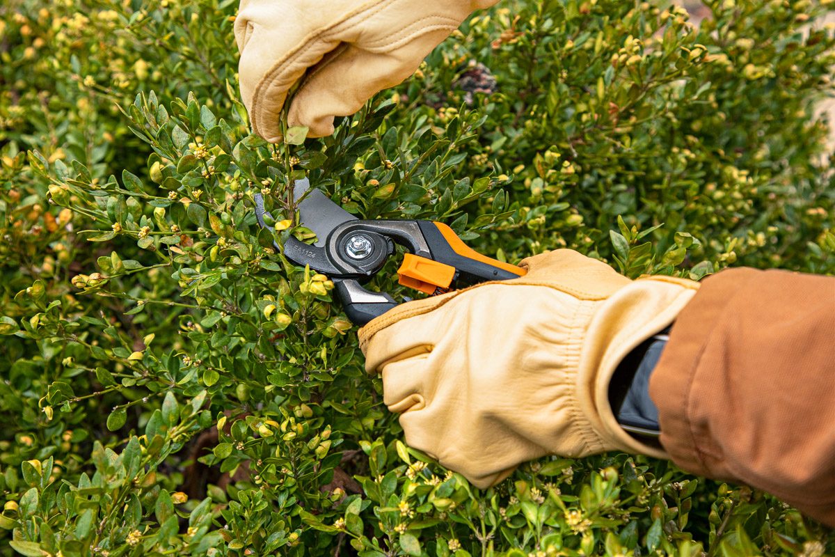 pruning shears