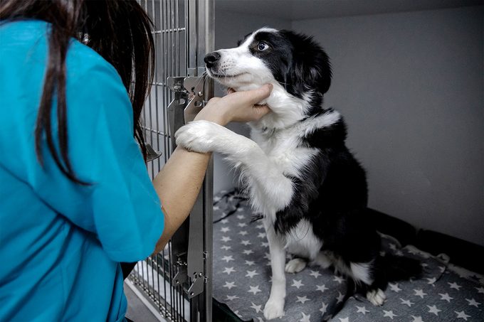 How To Prepare Your House For Adopting A Dog