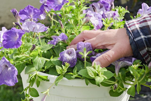 Identify Wilted Flowers