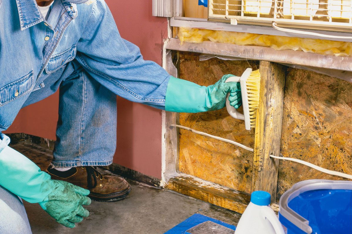 Mold Remediation: How to Remove Mold