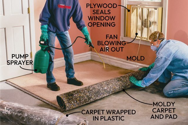 Mold Remediation How To Remove Mold Fh02jau 02333 002 Ai Callouts