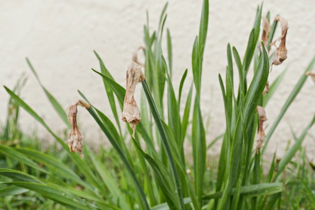 Tips For Deadheading Flowers