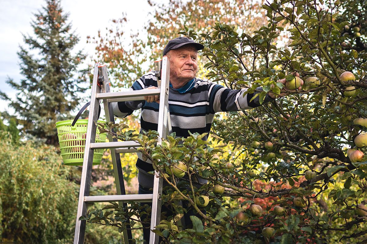 Smiling senior man picking apple fruit from ladder in garden