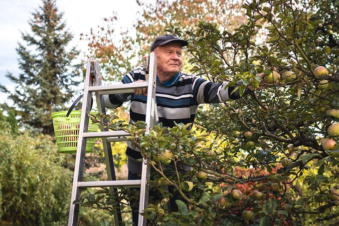 Smiling senior man picking apple fruit from ladder in garden