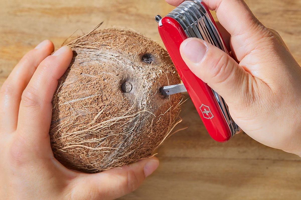 Person trying to. crack the coconut using a swiss army knife