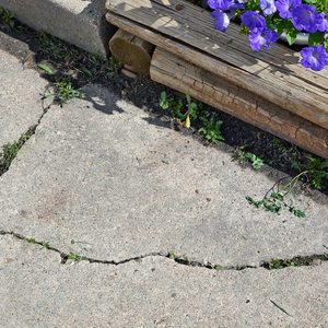 A cracked concrete sidewalk with grass growing in the gaps next to a wooden bench and a pot of purple flowers.