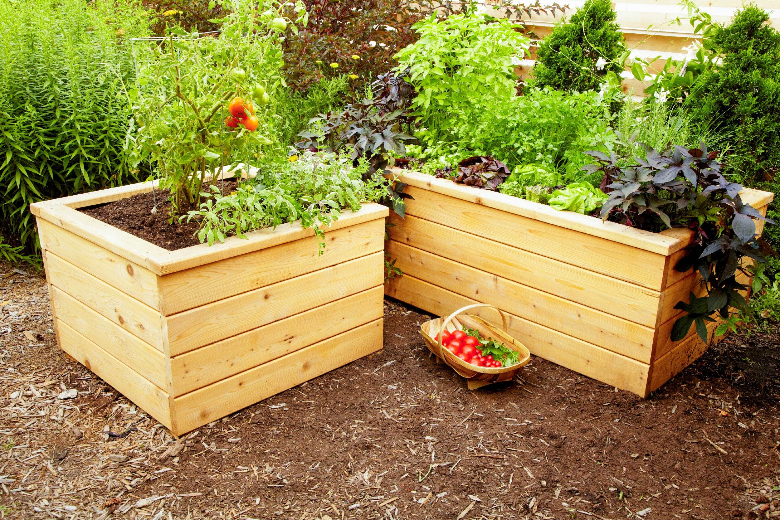 Raised garden beds are filled with various lush greens. A wooden basket holds freshly picked red tomatoes and herbs, sitting on dark soil nearby.