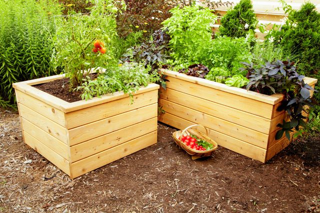 Raised garden beds are filled with various lush greens. A wooden basket holds freshly picked red tomatoes and herbs, sitting on dark soil nearby.