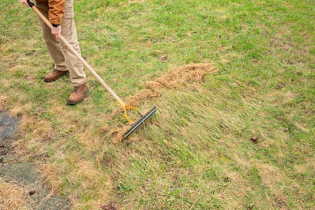 A person wearing brown pants and work boots uses a dethatching rake on a patchy lawn to remove dead grass and thatch