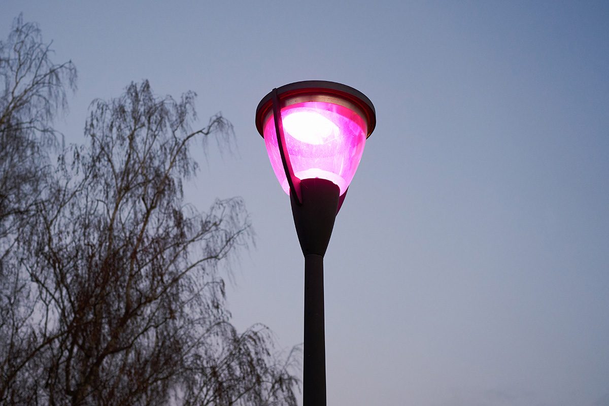 Purple Steet Light