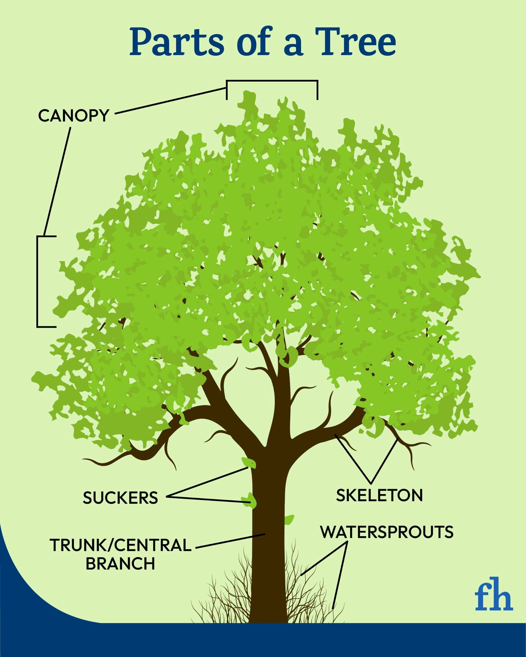 An infographic showing different parts of tree.