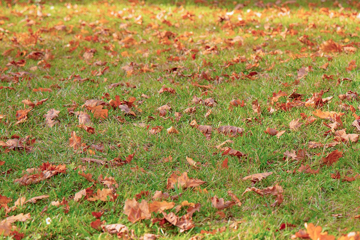 Why You Should Stop Raking Your Leaves In The Fall Gettyimages 2226806186
