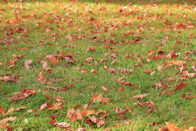 Why You Should Stop Raking Your Leaves In The Fall Gettyimages 2226806186