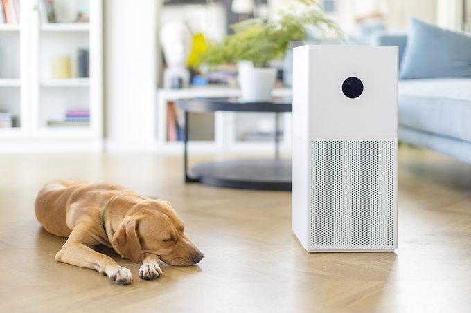 Dog sleeping on the floor in living room with an air purifier near to it