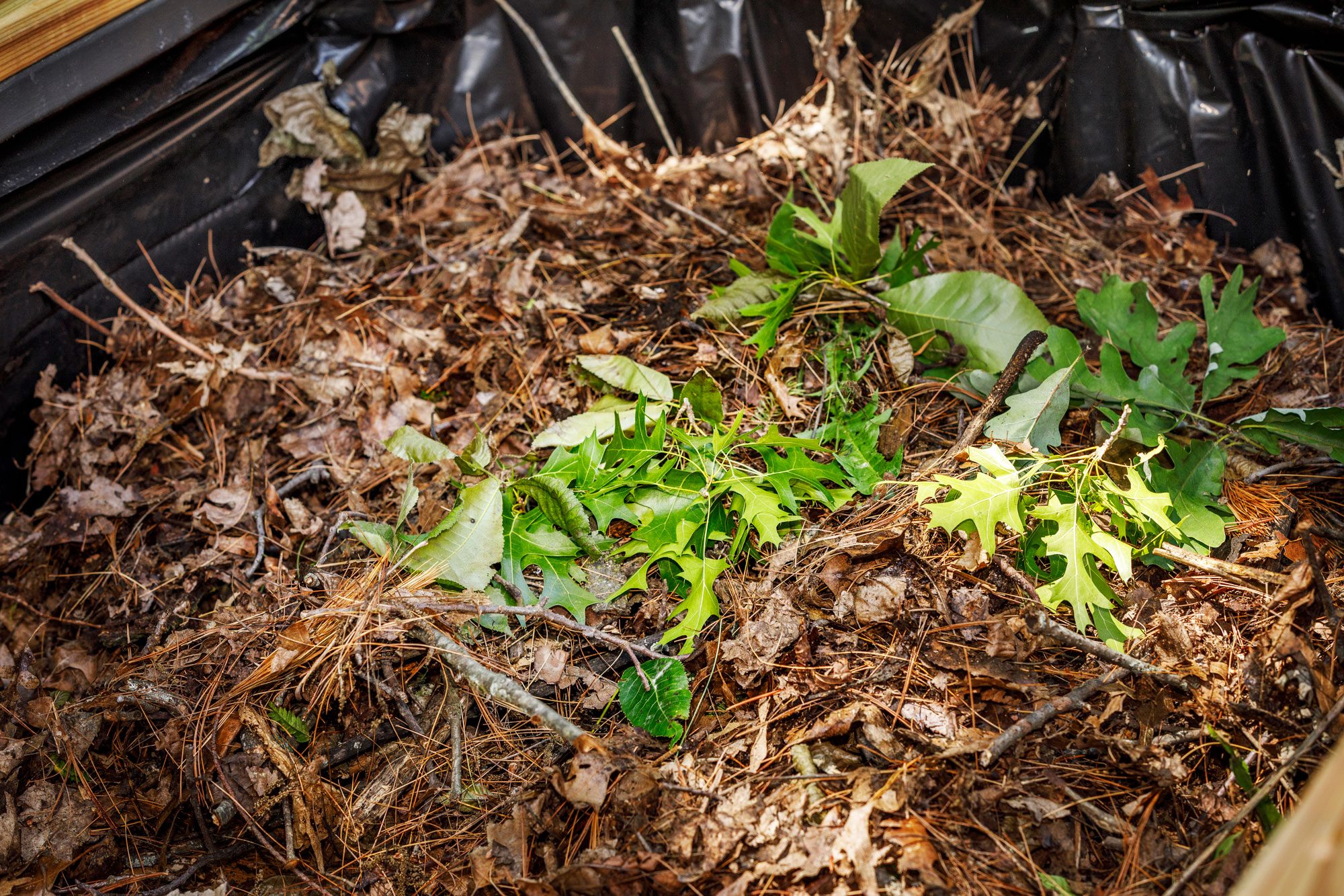 Green Organic Plant Waste