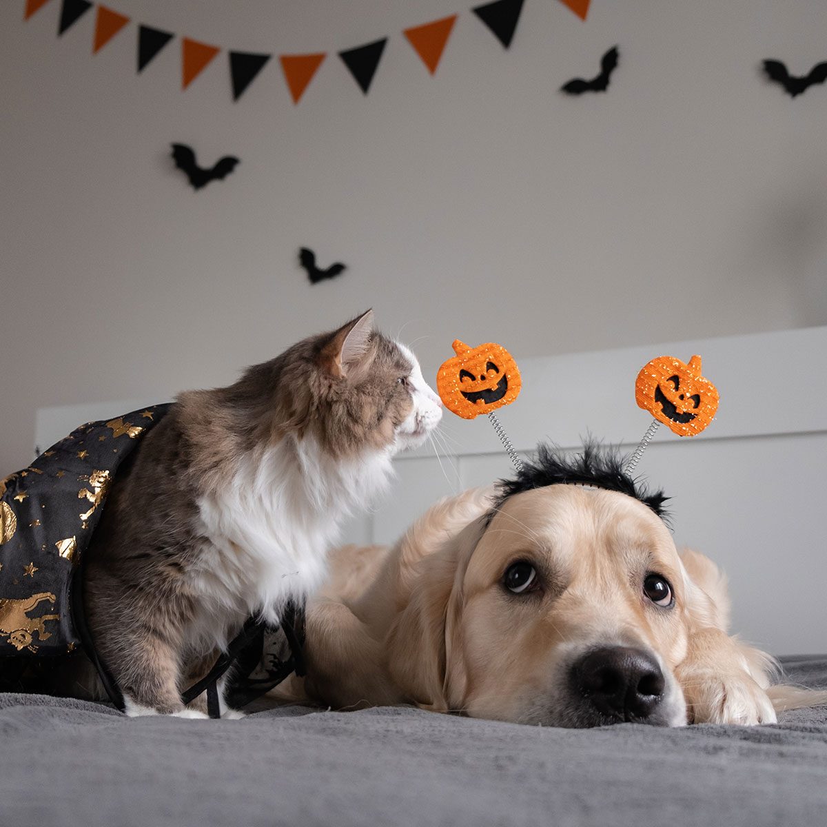 Dog and cat with pumpkins for halloween. Golden Retriever and Kitten Playing on the Sofa in Halloween Costumes