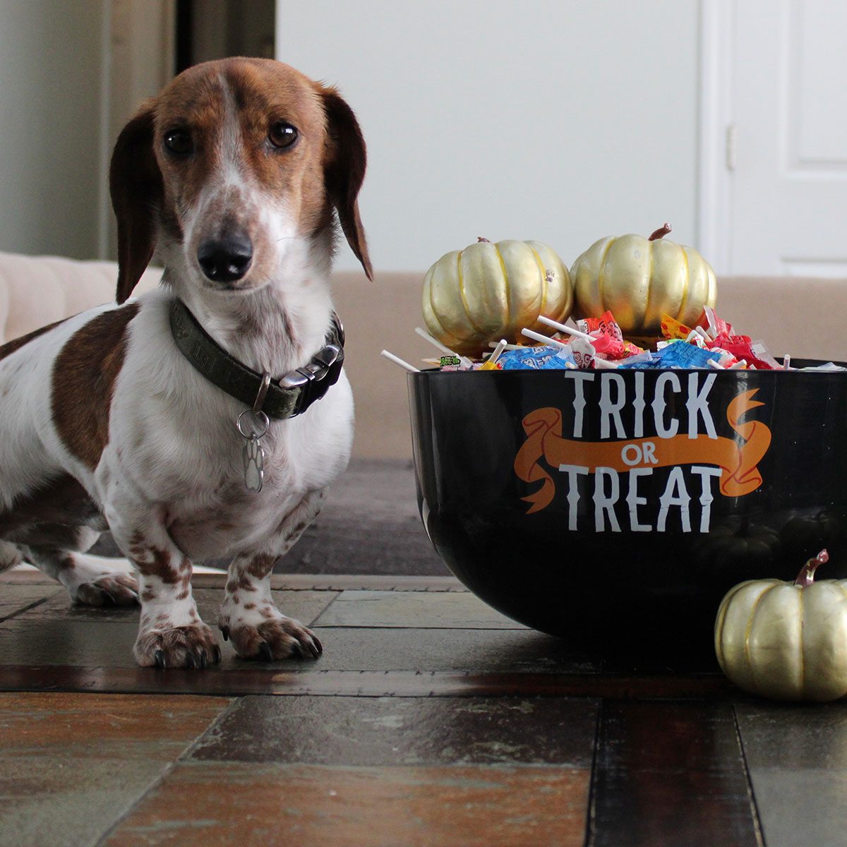 A dog trying to get into the Halloween candy.
