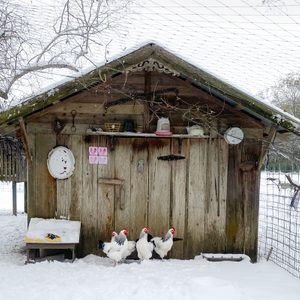 Chicken Coop in winter